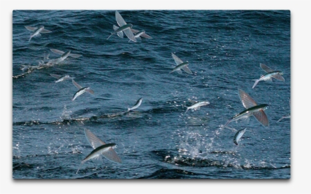 Flying Fish School - Flying Fish Maldives, HD Png Download, Transparent PNG