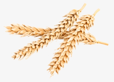 Bombardier Protein - Khorasan Wheat, HD Png Download, Transparent PNG