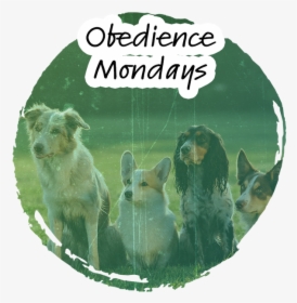 Obedience - Dogs Training, HD Png Download, Transparent PNG