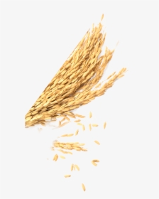 Wheat, HD Png Download, Transparent PNG