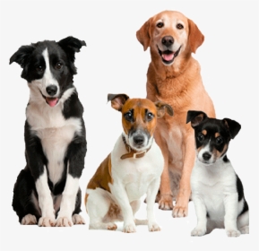 Perro En Adopción - Cute Dogs Png, Transparent Png, Transparent PNG