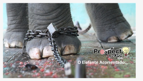 Elephant With Chain Story, HD Png Download, Transparent PNG