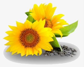 Sunflower And Oil Png, Transparent Png, Transparent PNG