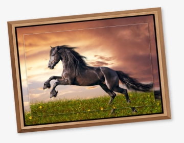 Black Stallion In A Meadow At Sunset Printed On Metal - Pferde Bilder Friesen, HD Png Download, Transparent PNG