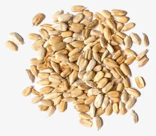 Roasted Organic Sunflower Seed, HD Png Download, Transparent PNG