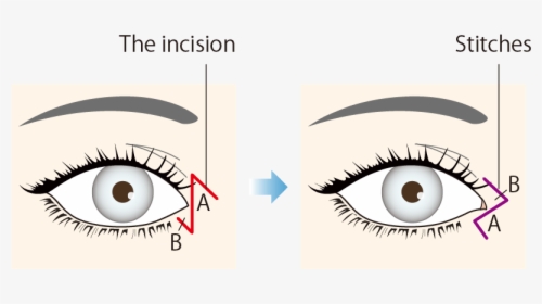 Create A Z Shape - Eyelash Extensions, HD Png Download, Transparent PNG