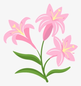 Lily, HD Png Download, Transparent PNG
