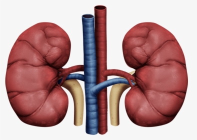 Thumb Image - Transparent Background Kidney Png, Png Download, Transparent PNG