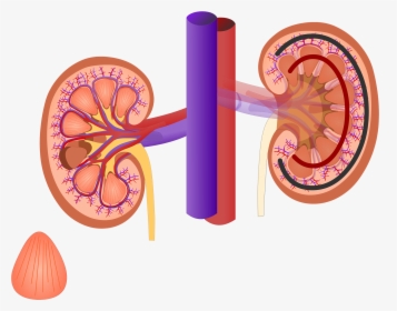 Renal Internal Anatomy - Kidney Png, Transparent Png, Transparent PNG