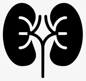 Kidneys - Kidney Svg, HD Png Download, Transparent PNG