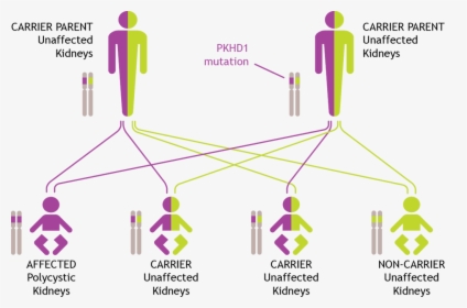 How Arpkd Is Inherited - Adpkd Genetics, HD Png Download, Transparent PNG