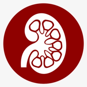 Nephrologists Fort Worth Texas - Riñon Icon, HD Png Download, Transparent PNG