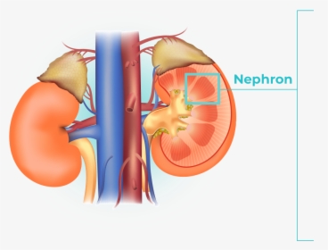 4 Images Are Shown, The First Image Shows The Anatomy - Both Kidneys, HD Png Download, Transparent PNG