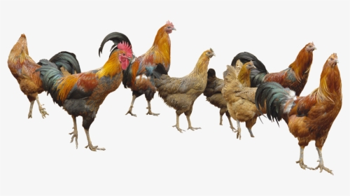 Poultry Png, Transparent Png, Transparent PNG