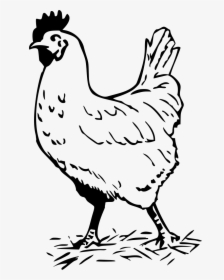Hen Black And White, HD Png Download, Transparent PNG