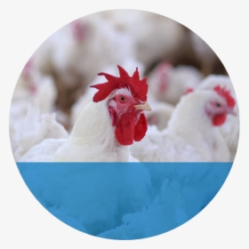 Demo - Morocco Accepts Us Poultry Products For The 1st Time, HD Png Download, Transparent PNG