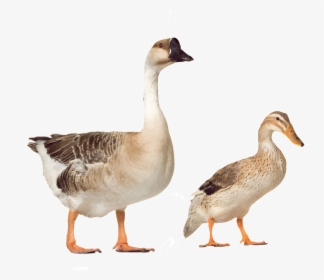 Beautiful And Beautiful Physical Poultry Png - Farm Duck Png, Transparent Png, Transparent PNG