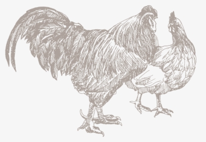 Chicken Sketch Png, Transparent Png, Transparent PNG