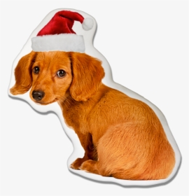 Dachshund Dog Christmas Pillow - Worried Dog, HD Png Download, Transparent PNG