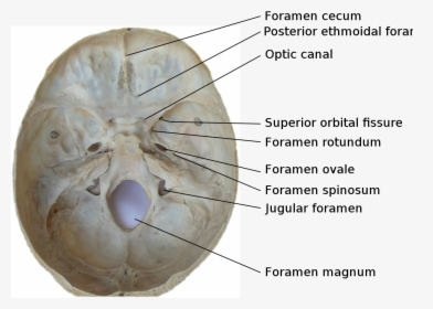 Skull Foramina Labeled - Foramen In Base Of Skull, HD Png Download, Transparent PNG