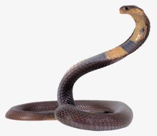 Cobra Png - Snake Png, Transparent Png, Transparent PNG