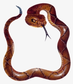 Snake Png Photos - Copperhead Snake Png, Transparent Png, Transparent PNG
