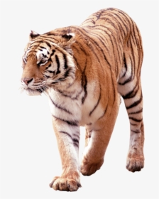 Tiger Png Free Download Searchpng - South China Tiger Png, Transparent Png, Transparent PNG
