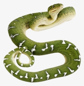 Transparent Snake - Green Anaconda Transparent Background, HD Png Download, Transparent PNG