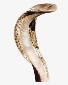 Cobra Png - Snake Head Png, Transparent Png, Transparent PNG