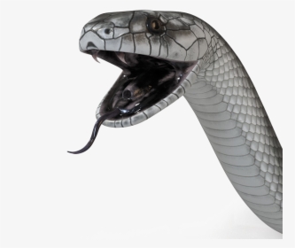 Black Mamba Snake Png High-quality Image - Black Mamba Snake Png, Transparent Png, Transparent PNG
