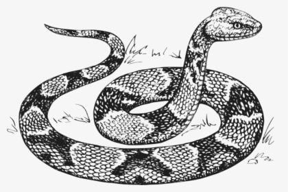 Snake Drawing, HD Png Download, Transparent PNG