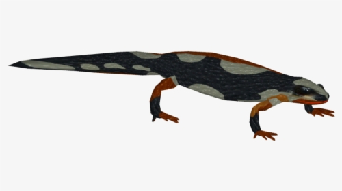 Zoo Tycoon 2 Newt, HD Png Download, Transparent PNG
