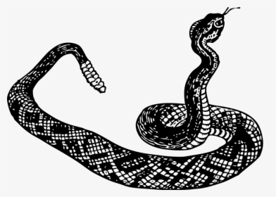Snake Black And White, HD Png Download, Transparent PNG