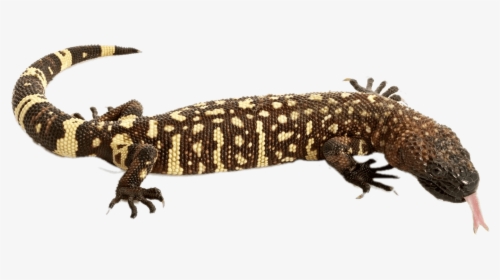 Mexican Beaded Lizard, HD Png Download, Transparent PNG