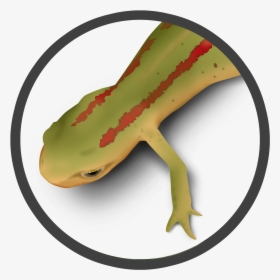 Striped Newt - Eastern Newt, HD Png Download, Transparent PNG
