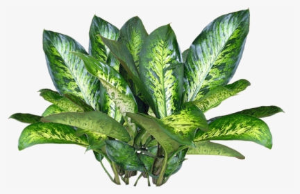 Small Plants In Png Format, Transparent Png, Transparent PNG