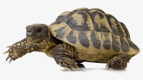Common Snapping Turtle - Turtles Png, Transparent Png, Transparent PNG