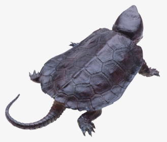 Transparent Snapping Turtle Png - Snapping Turtle Clear Background, Png Download, Transparent PNG