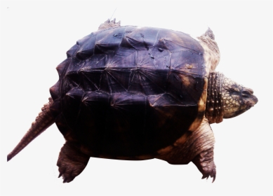 Transparent Turtle Clipart Png - Tortoise, Png Download, Transparent PNG