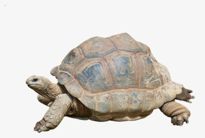 Tortoise Turtle, HD Png Download, Transparent PNG