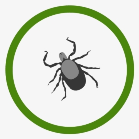 Lymedisease Icon - Blank Clock Face, HD Png Download, Transparent PNG