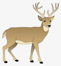 Vector Deer - White Tailed Deer Clipart, HD Png Download, Transparent PNG