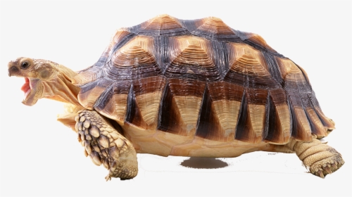 Turtle Png Photo Background - Tortoise Without Background, Transparent Png, Transparent PNG