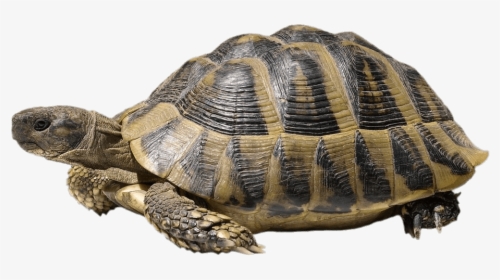 Turtle Image With White Background, HD Png Download, Transparent PNG