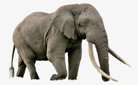 Elephant Png Image - Biggest Animal In Africa, Transparent Png, Transparent PNG