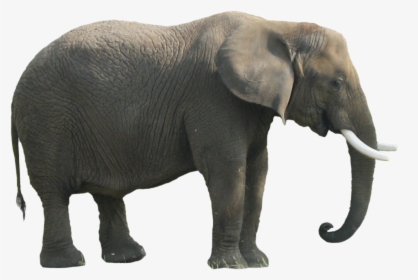 Download Elephant Png Clipart - Body Parts Of An Elephant, Transparent Png, Transparent PNG