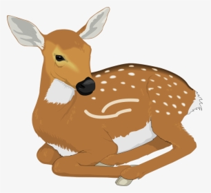 Baby Deer Deer Clipart, HD Png Download, Transparent PNG