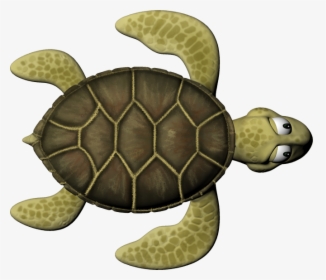 Sea Turtle 1 From Nathania Candra On Vimeo - Kemp's Ridley Sea Turtle, HD Png Download, Transparent PNG
