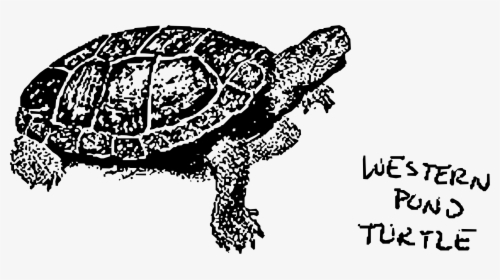Transparent Pond Clipart - Western Pond Turtle Cartoon, HD Png Download, Transparent PNG