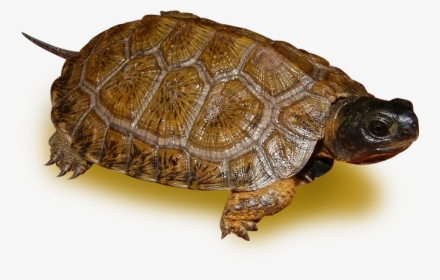 Tortoise Download Transparent Png Image - Desert Tortoise Clip Art, Png ...